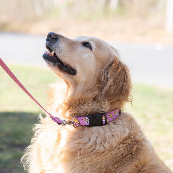 Golden Retriever wearing an up country sport dog collar called Go Bananas