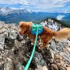 Rocky Mountain Dog Canadian Rockies Leash