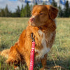 Rocky Mountain Dog Canadian Rockies Leash