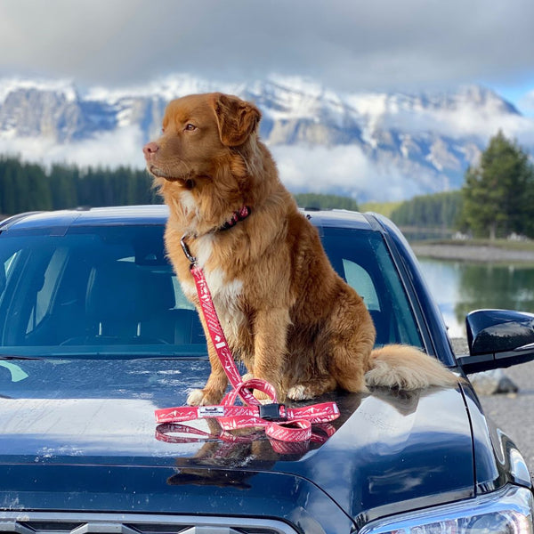 Rocky Mountain Dog Canadian Rockies Leash
