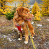 Rocky Mountain Dog Canadian Rockies Leash