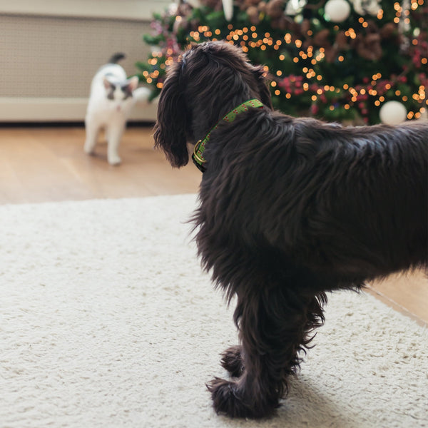 Up Country Candy Cane Dog Collar
