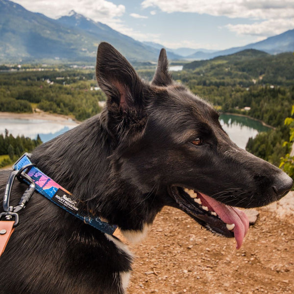 Rocky Mountain Dog V2 Canmore Alpine Dog Collar
