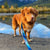 Rocky Mountain Dog Canmore All Mountain Dog Leash