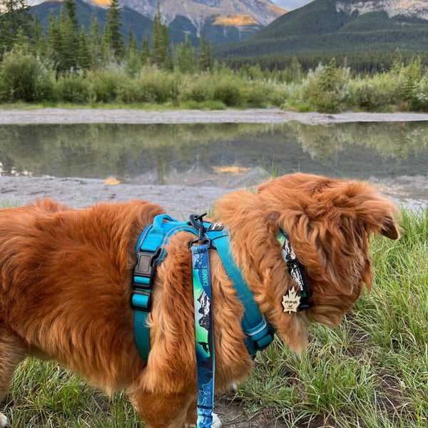 Rocky Mountain Dog V2 Canmore Alpine Dog Collar