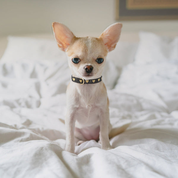 Up Country Heart of Gold Small Breed Dog Collar