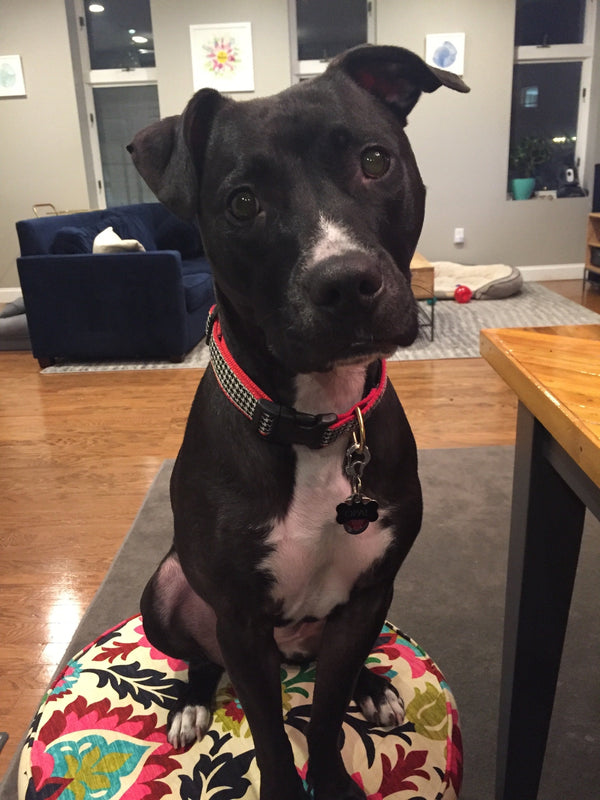 Up Country Classic Black Houndstooth Dog Collar