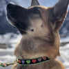 Up Country Colorful Hearts Dog Collar