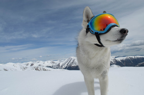 Rocky Mountain Dog V2 Small Dog Goggles