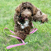 Up Country Color Market Dog Lead