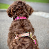 Up Country Color Market Dog Collar - Wide