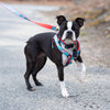 Up Country Flag Day Dog Harness