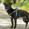 Up Country Dahlia Darling Small Breed Dog Harness