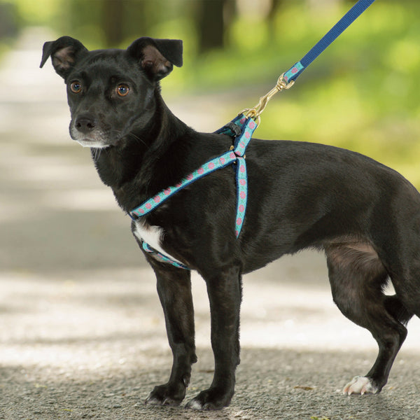 Up Country Dahlia Darling Small Breed Dog Harness