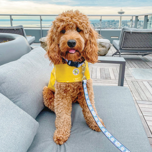 Up Country Daisy Dog Lead