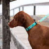Up Country Dolphin Dog Collar