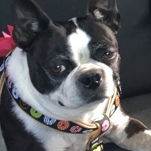 Up Country Donuts Dog Harness