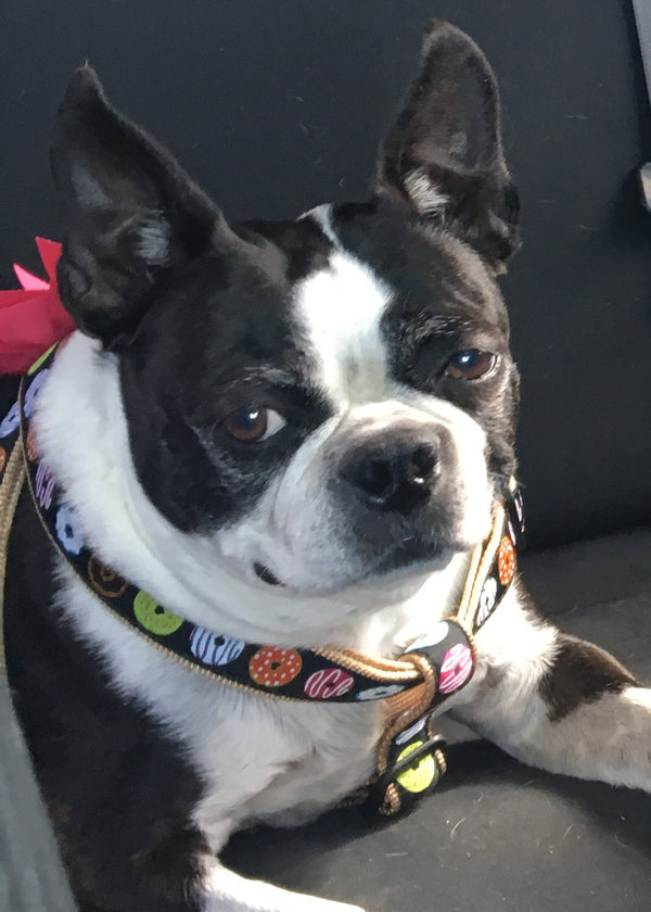 Up Country Donuts Small Breed Dog Harness