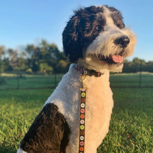 Up Country Donuts Dog Lead