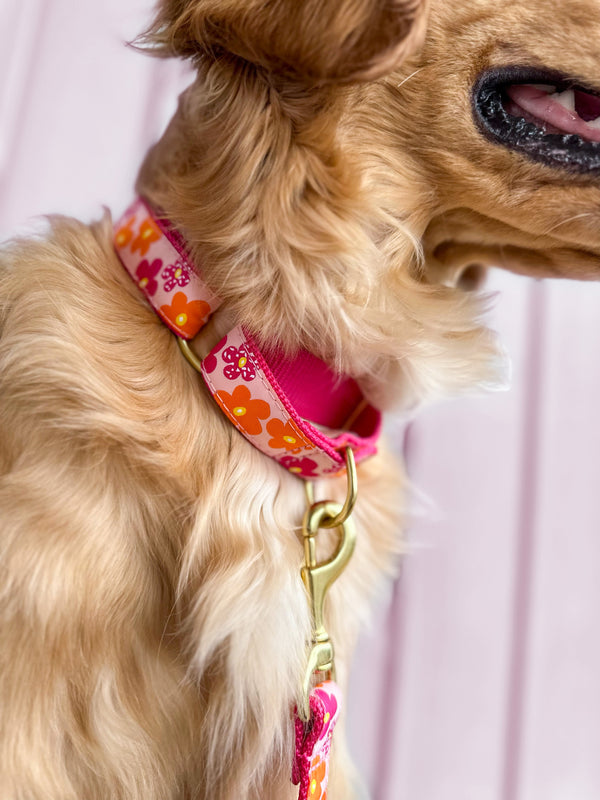 Up Country Flower Power Martingale Dog Collar