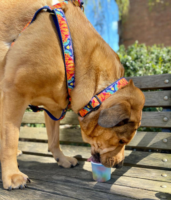 Up Country Feelin' Groovy Dog Collar