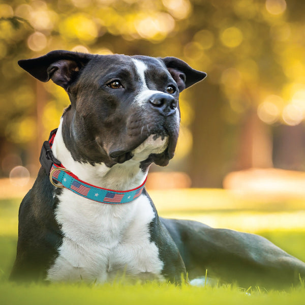 Up Country Flag Day Dog Collar