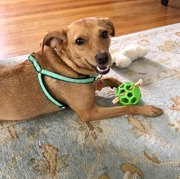 Up Country Flamingo Small Breed Dog Harness