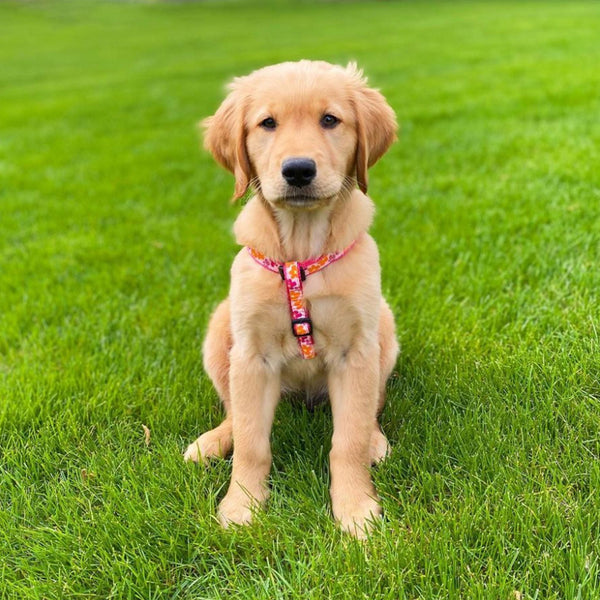 Up Country Flower Power Dog Harness