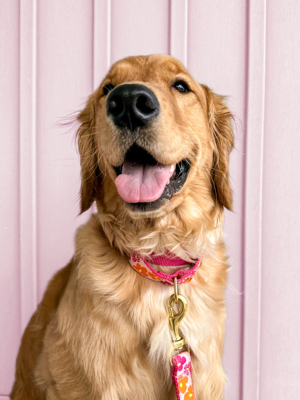 Up Country Flower Power Martingale Dog Collar