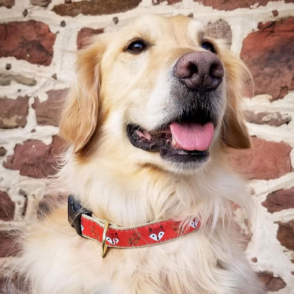 Up Country Foxy Dog Collar