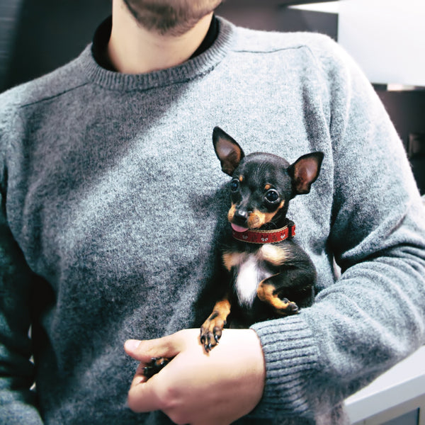 Up Country Foxy Small Breed Dog Collar