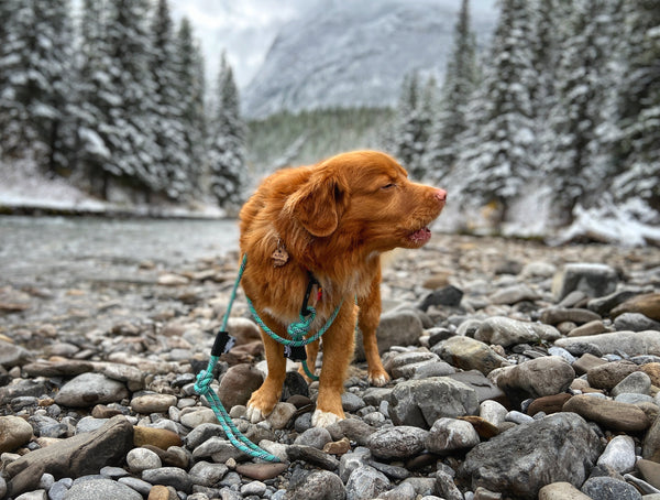 Rocky Mountain Dog Personalized Wooden Shape Dog ID Tags