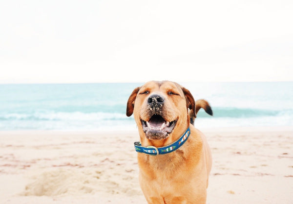 Up Country Funky Fish Dog Collar