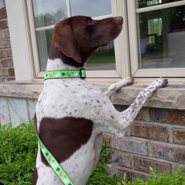 Up Country Garden Rabbit Dog Lead