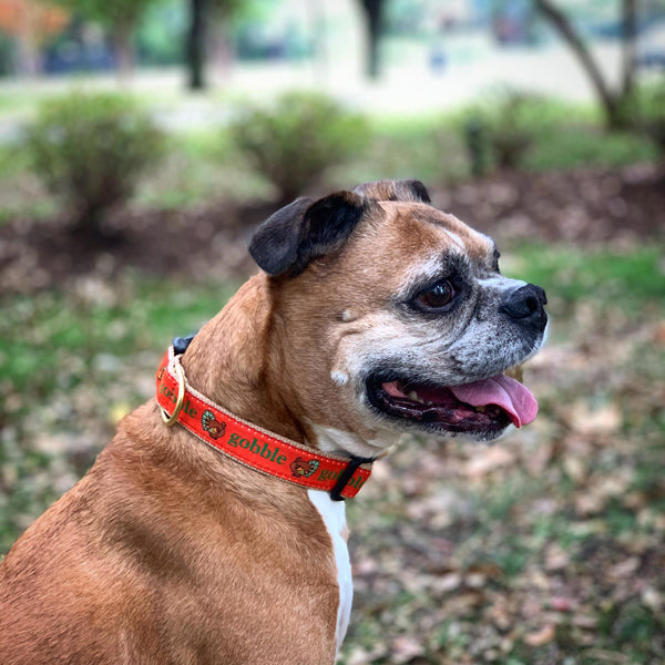 Up Country Gobble Dog Collar
