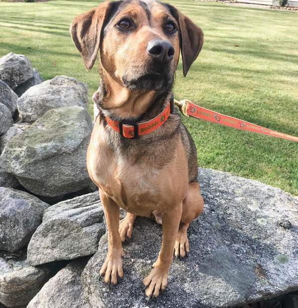 Up Country Gobble Dog Lead