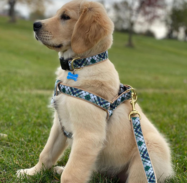 Up Country Gordon Plaid Small Breed Dog Harness