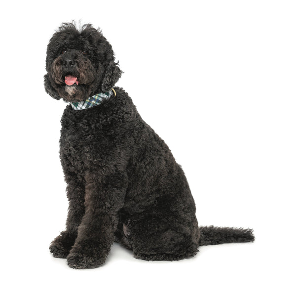 Up Country Gordon Plaid Extra Wide Dog Collar 1.5"