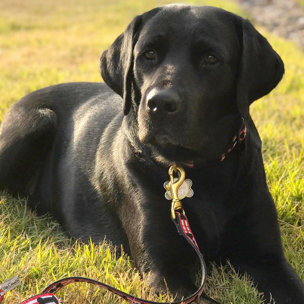 Up Country Got Bones Dog Lead