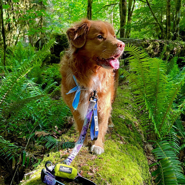 Rocky Mountain Dog Biothane Dog Grab Handle