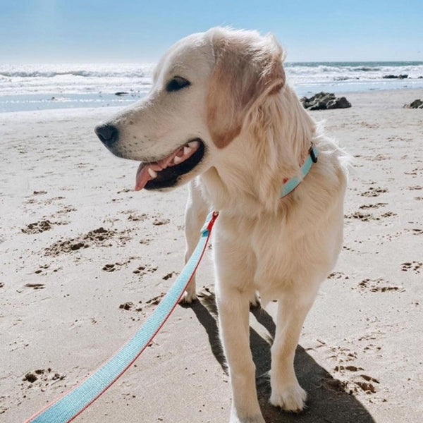 Up Country Color Market Dog Lead