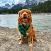 Rocky Mountain Dog Flannel Dog Bandana