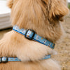 Up Country Gull Watch Dog Collar