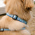 Up Country Gull Watch Dog Collar