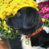Up Country Halloween Dog Collar