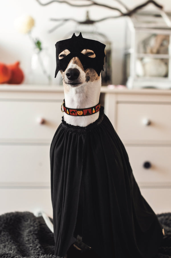 Up Country Halloween Dog Collar