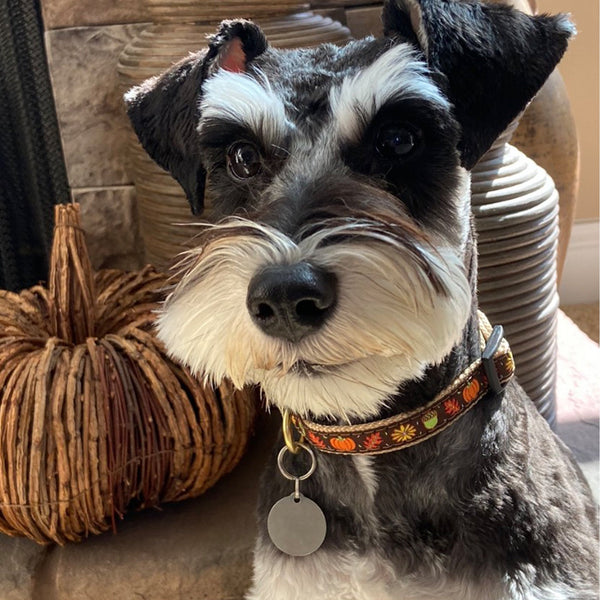 Up Country Harvest Time Small Breed Dog Collar