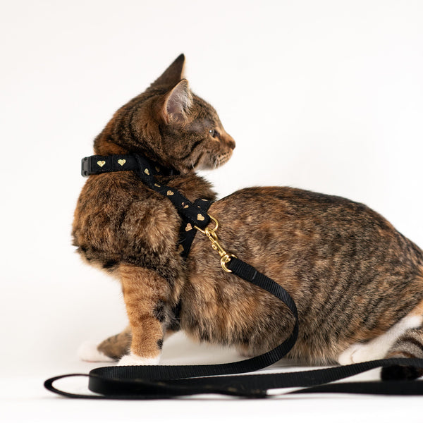 Up Country Heart of Gold Cat Harness Set