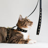 Up Country Heart of Gold Cat Harness Set