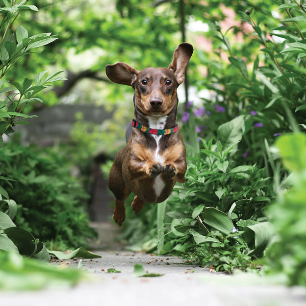 Up Country Hibiscus Printed Dog Collar
